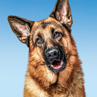 Hudson and Rex Rex At Home