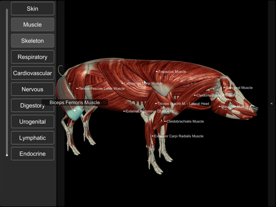 Screenshot #5 pour 3D Pig Anatomy