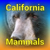 California Mammals icon