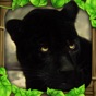 Panther Simulator app download