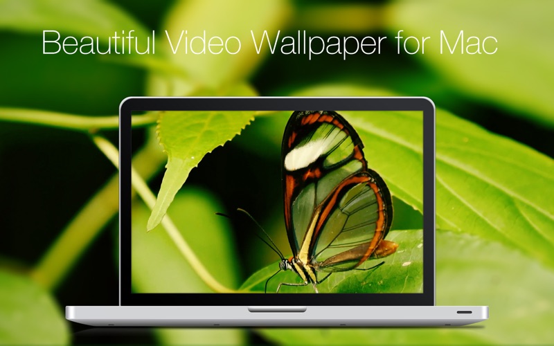 Live VideoWall Screenshot