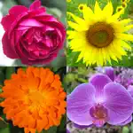 Flowers Quiz - Identify Plants App Positive Reviews