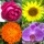 Flowers Quiz - Identify Plants