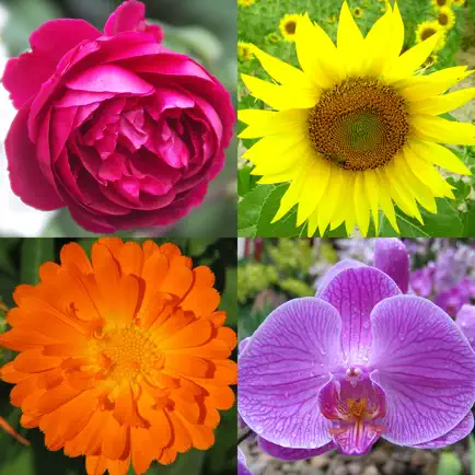 Цветы - Викторина по ботанике Читы