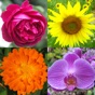 Flowers Quiz - Identify Plants app download