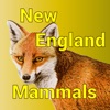 New England Mammals icon
