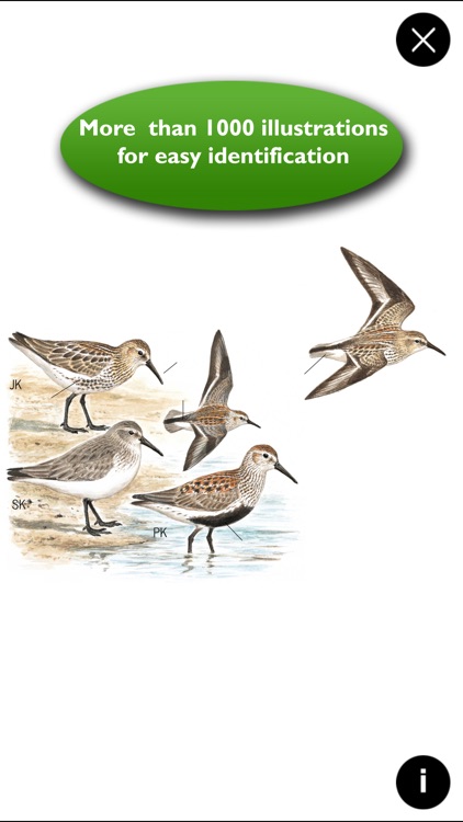 Birds of Europe Guide screenshot-4