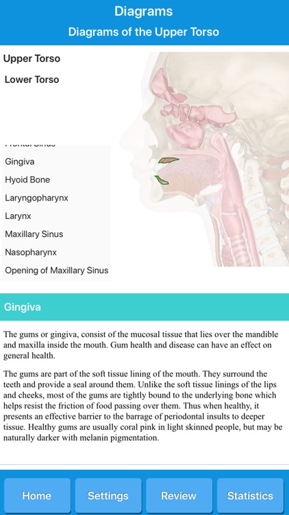Respiratory System Anatomy screenshot-7