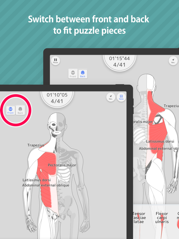 Screenshot #6 pour Enjoy Learning Muscles Puzzle