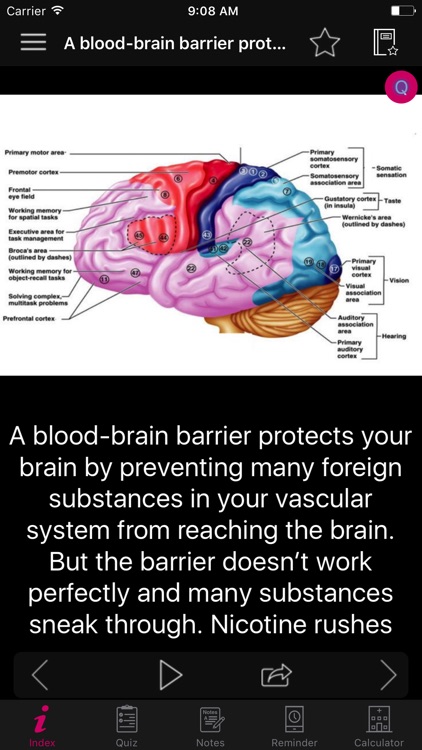 Human Brain Facts & Quiz 2000