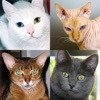 猫の品種：子猫に関する写真クイズ。 すべての品種を推測します