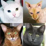 Cats: Photo-Quiz about Kittens App Contact