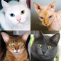 Cats: Photo-Quiz about Kittens app download