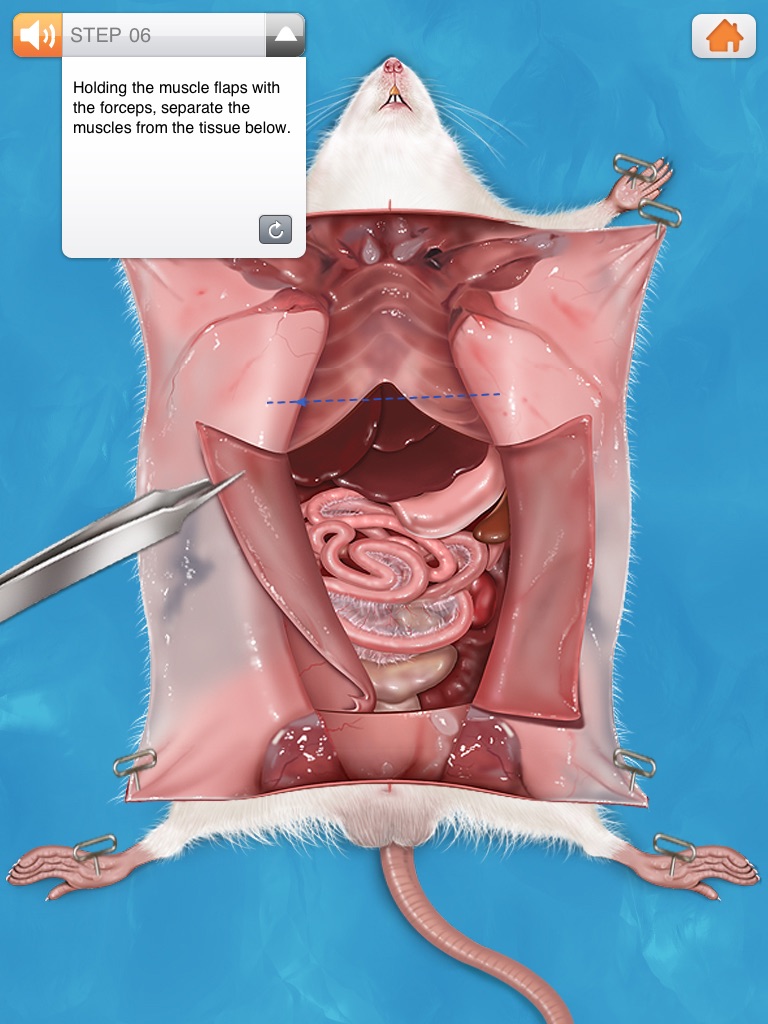 Rat Dissection screenshot 3