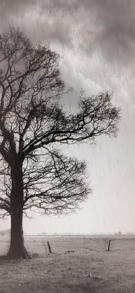 Rainy Daze