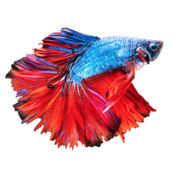 ‎Betta Fish - Virtual Aquarium