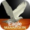 Draw an Eagle in any pose you want