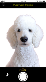 PuppyCam screenshot
