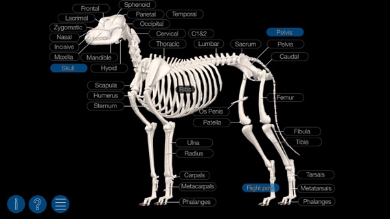 Dog Anatomy: Canine 3Dのおすすめ画像3