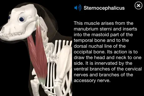 Dog Anatomy: Canine 3D