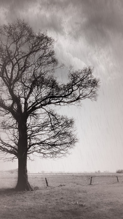 Rainy Daze