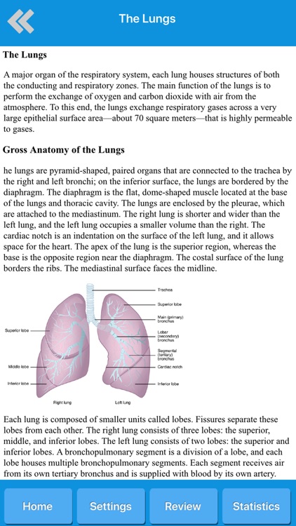 Respiratory System Anatomy screenshot-4