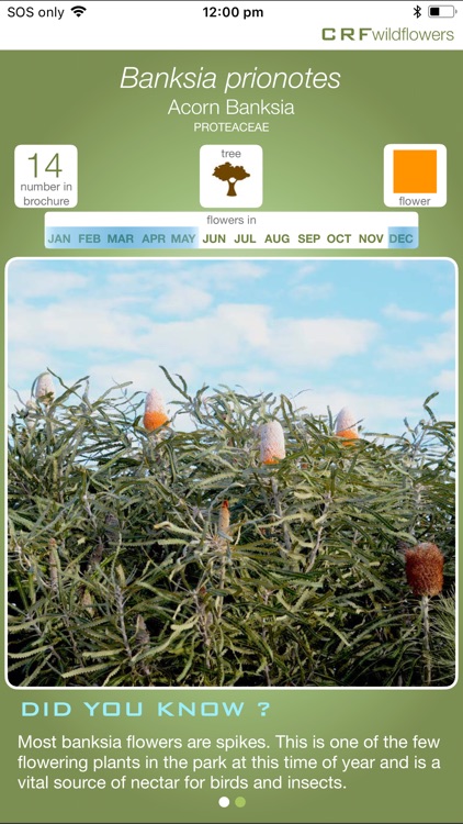 CRFwildflowers