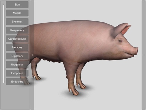 3D Pig Anatomyのおすすめ画像1
