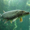Экогид - Рыбы и Рыбалка - Ecosystema