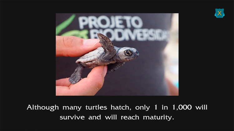 Turtle Ranger screenshot-7