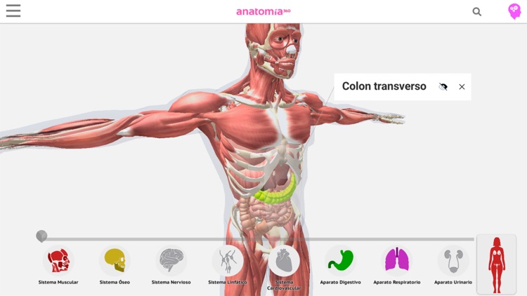 Anatomía 360