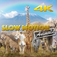 Slow Motion Animals 4K
