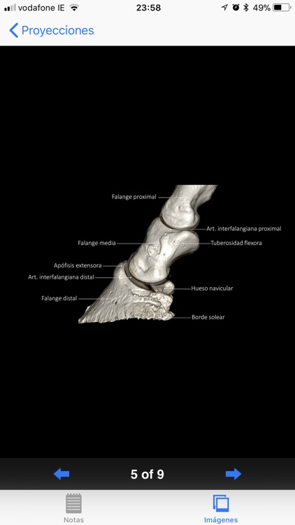 Radiología equina