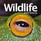 Embrace a wilder life – download Wildlife Australia, the country’s leading nature magazine