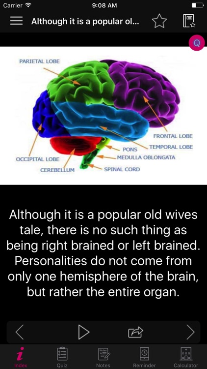 Human Brain Facts & Quiz 2000