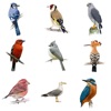 Icon Bird Quiz - Name the Bird!