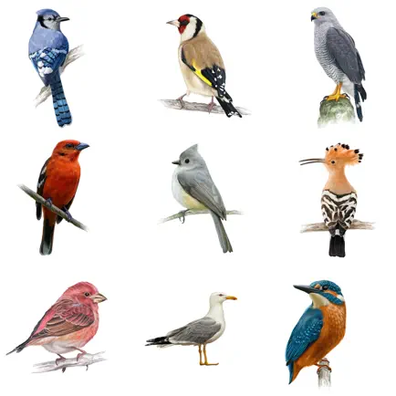 Bird Quiz - Name the Bird! Cheats