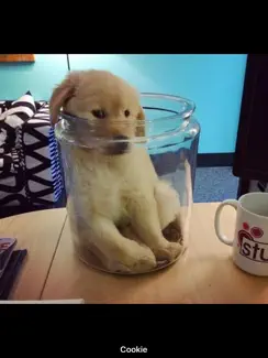 Cute Pics iPad image 1
