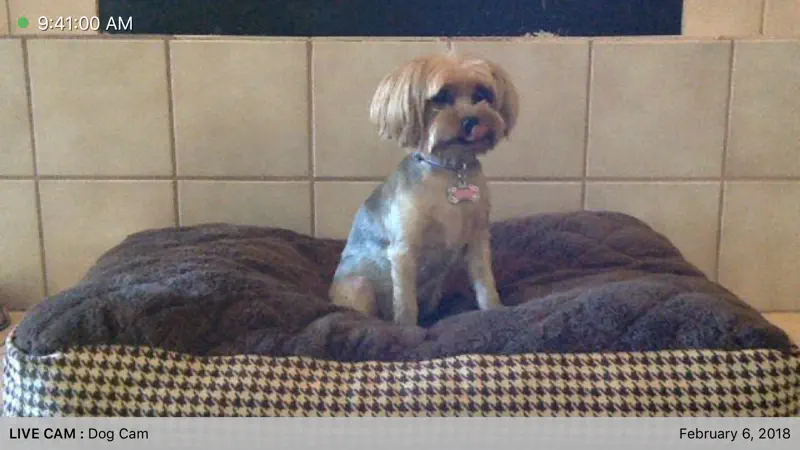iCam - Webcam Video Streaming screenshot 2 of 5