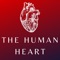 Icon Heart Anatomy and Physiology