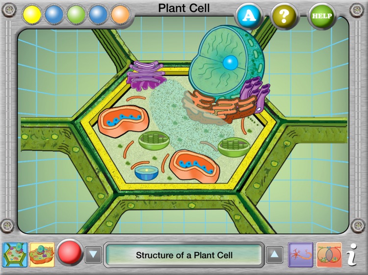 Plant and Animal Cells