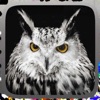 Owl Hunting Journey icon