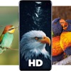 Birds Wallpapers HD - iPadアプリ