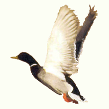 Duck Call Free
