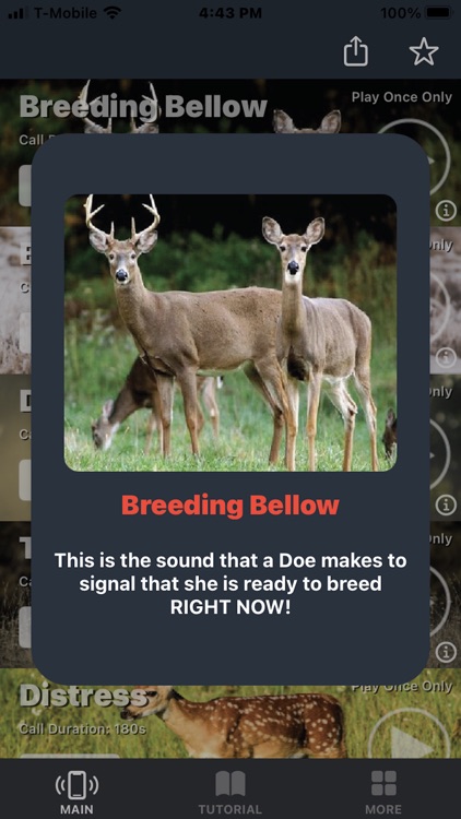 Deer Calls for Whitetail