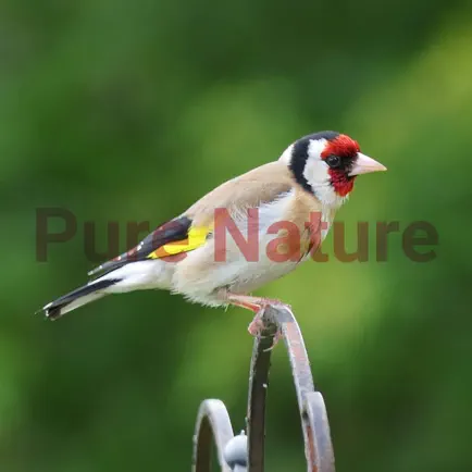 Bird Sounds - Pure Nature Cheats