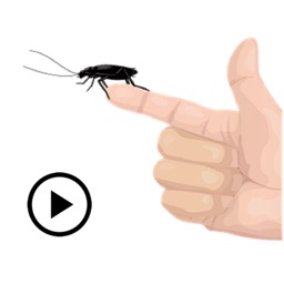 Animated Cockroach Sticker