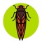 People have been recording periodical cicada emergences for nearly four centuries