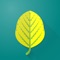 The University of Missouri Herbicide Injury ID app assists users in diagnosing herbicide injury
