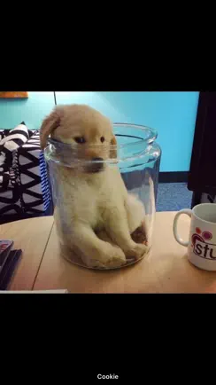 Cute Pics iPhone image 1